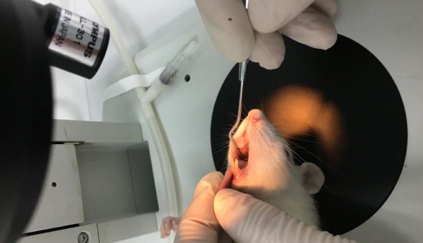 牙周炎(PD)大鼠模型
