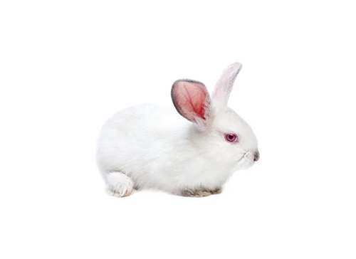 日本大耳兔/新西兰兔